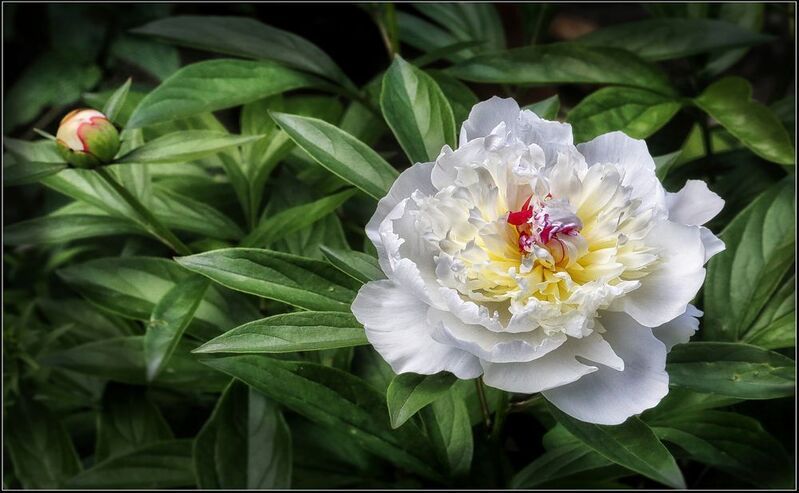 Пионыphoto preview