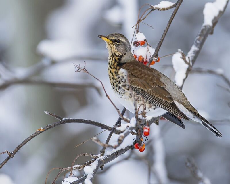 дрозд, рябинник, птицы, рябина, зима photo preview