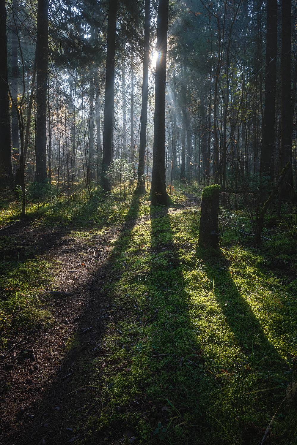 Первые лучи солнца. Автор: Кузнецов Кирилл пермский край, пейзаж, рассвет, красота природы, поле, лес, солнце, туман, утро, осень, Кузнецов Кирилл