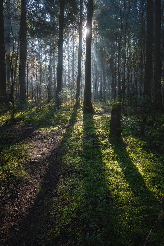 пермский край, пейзаж, рассвет, красота природы, поле, лес, солнце, туман, утро, осень Первые лучи солнца фото превью