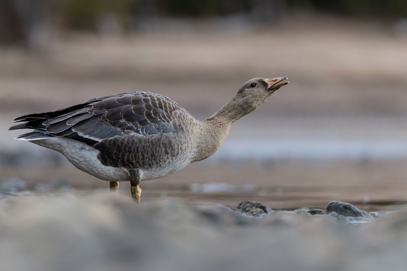 гусь, белолобый гусь, птицы Белолобый гусьphoto preview