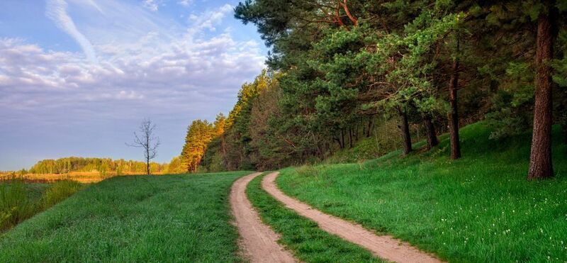 весна, утро, лес, Весна и ландышиphoto preview