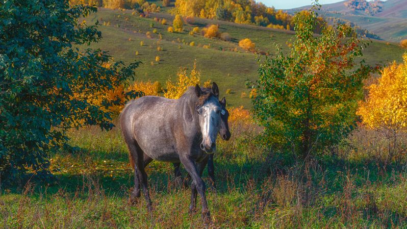 Осень фото превью