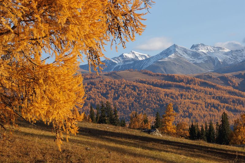 Золотой Алтай фото превью