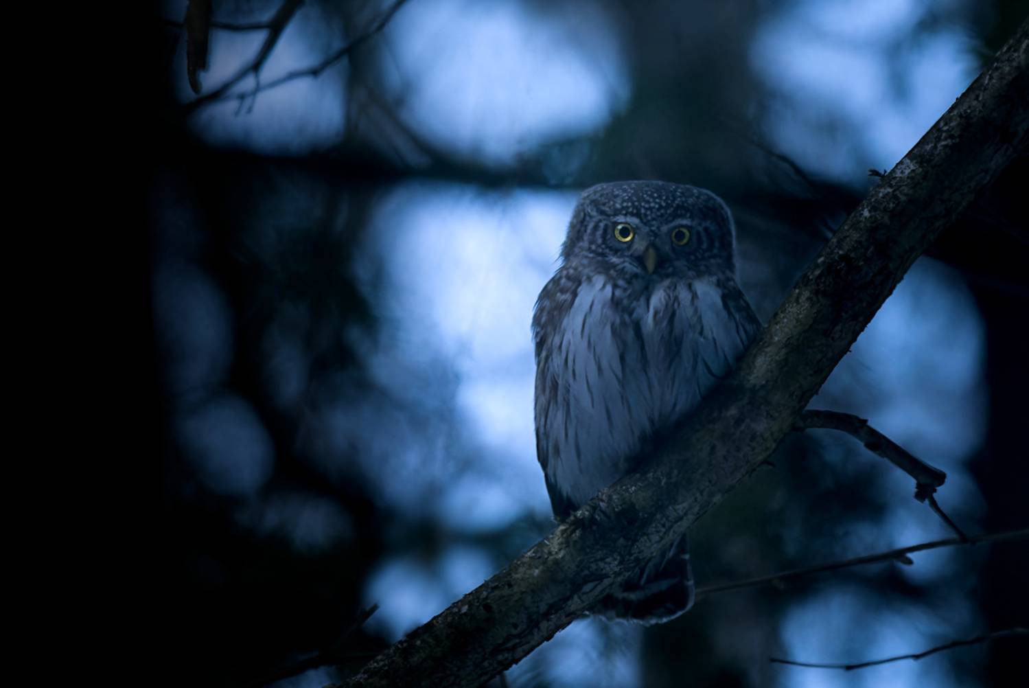 сыч сова лес подмосковье птицы, Николай Потапов