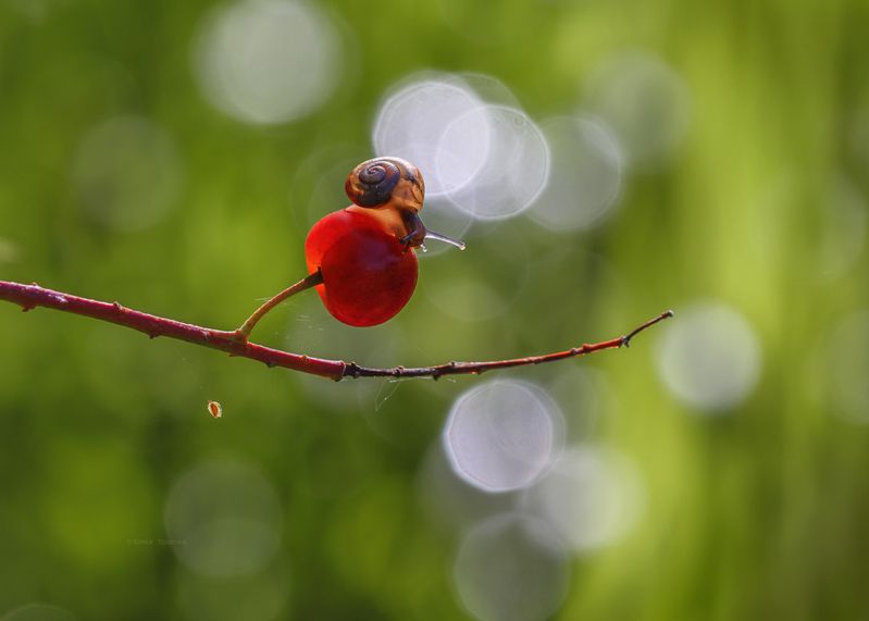 улитка, ягода, макро, macro photo preview
