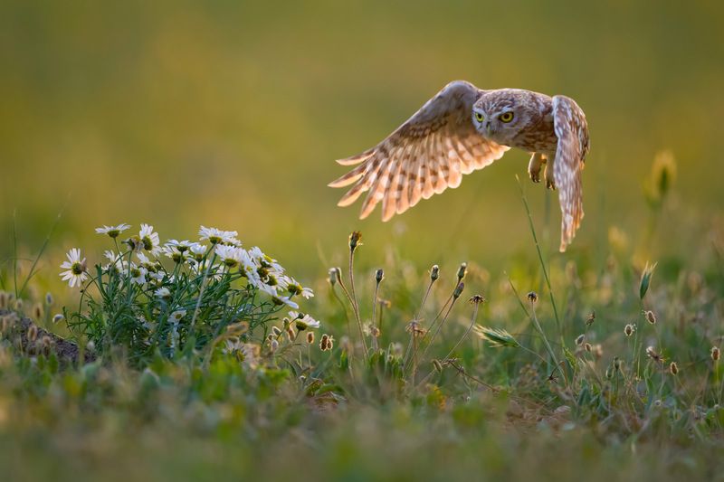 Gliding in the Sunset Rays фото превью