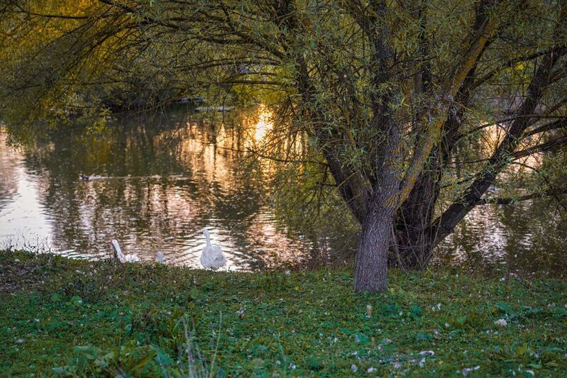Вечер у деревенского прудаphoto preview