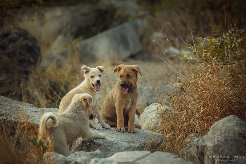 Крымские малышиphoto preview
