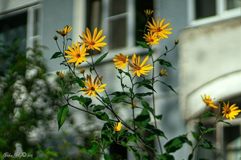 Под  окнами....photo preview