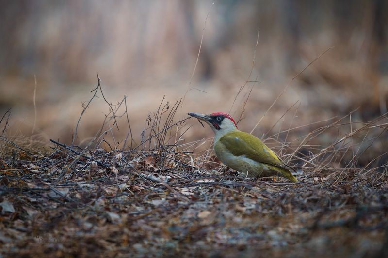природа, лес, поля, огороды, животные, птицы, макро Красавчикphoto preview