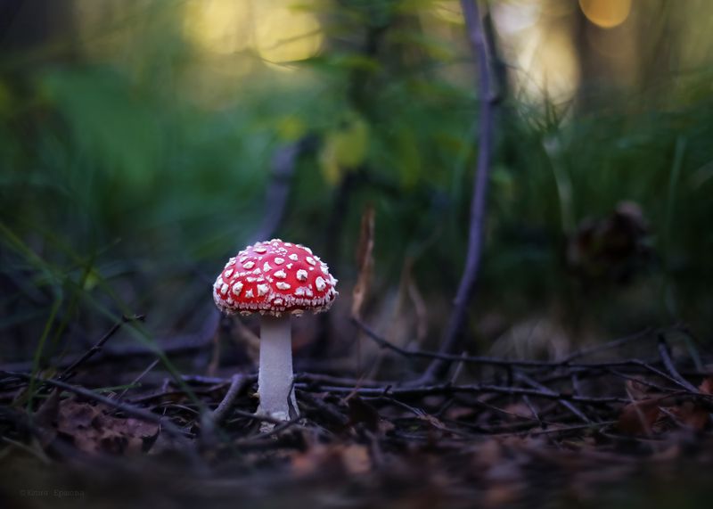 мухоморы, грибы, макро photo preview