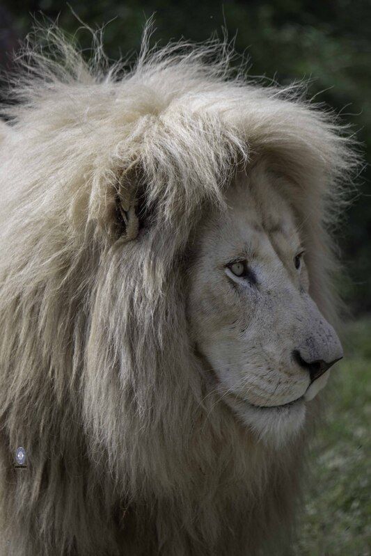 White lionphoto preview