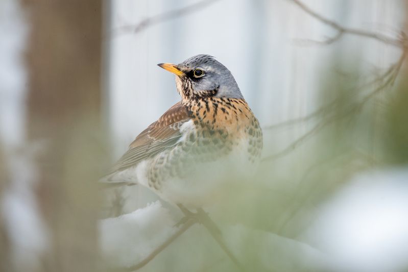 Дрозд-рябинник / Turdus pilaris / Fieldfarephoto preview