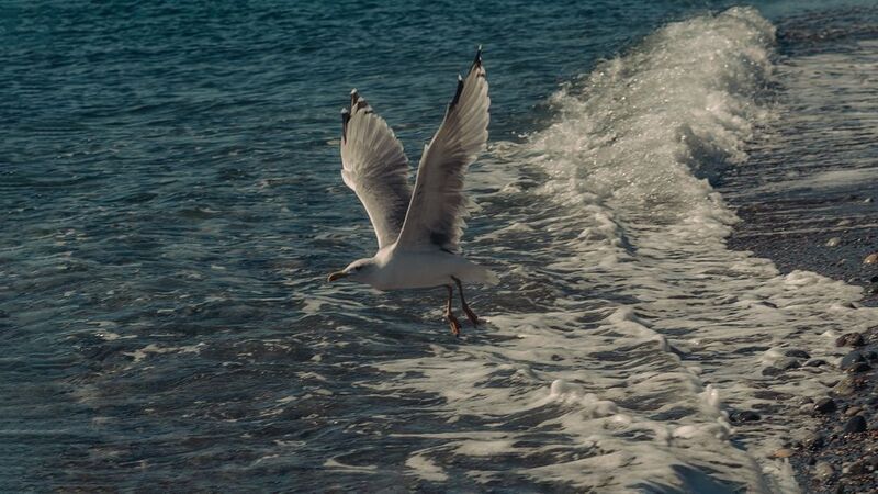 Королевский шлейфphoto preview