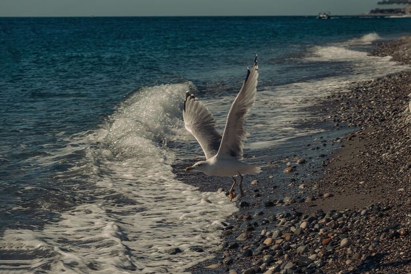 На крылоphoto preview