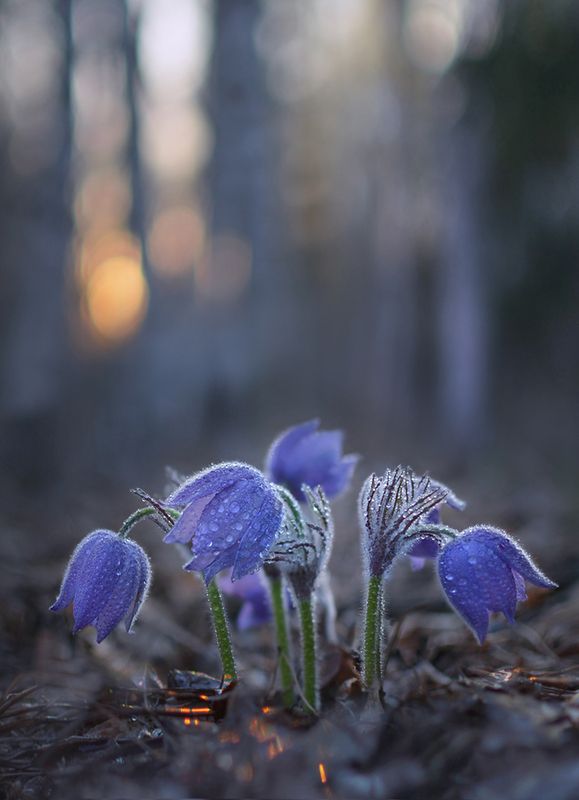 Кристальные сны фото превью