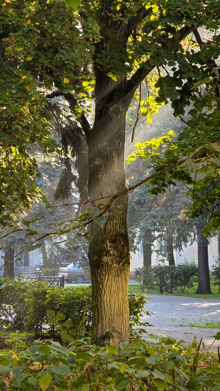 мобильная фотография ******photo preview