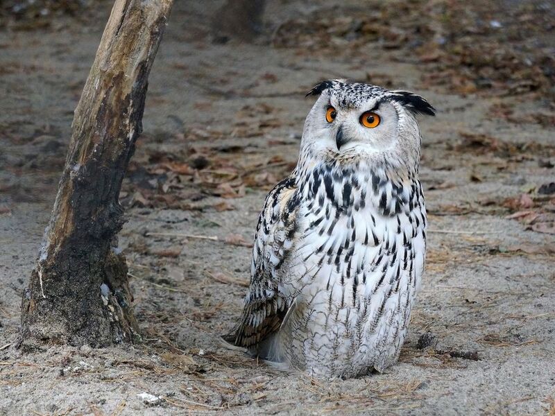 филин, птица, совиные, настоящие птицы, хищные, животные, животные красной книги, дикие животные, Филин.photo preview