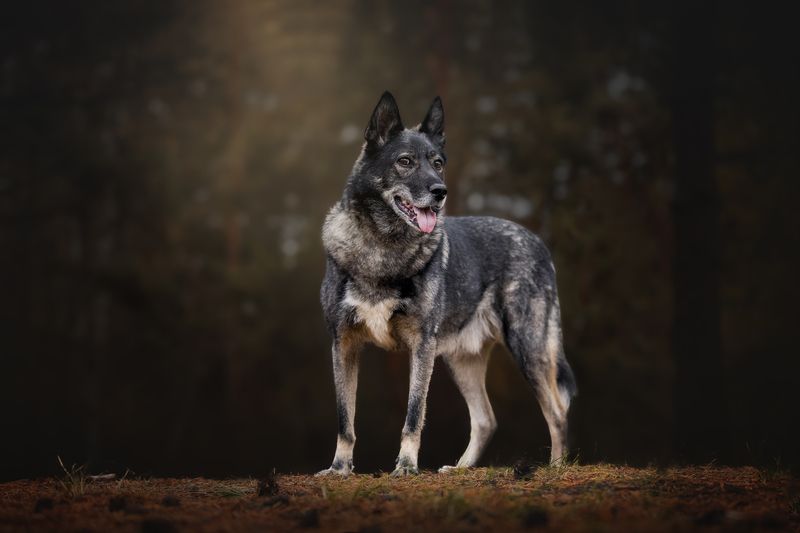 Серенький волчокphoto preview