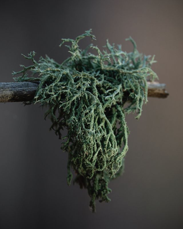 The mossphoto preview