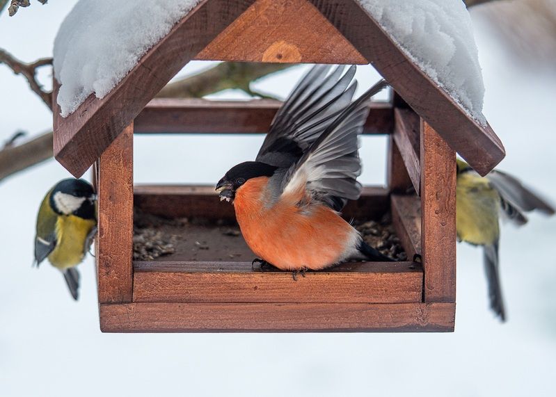 Снегирь зима птицы  Король кормушки!photo preview