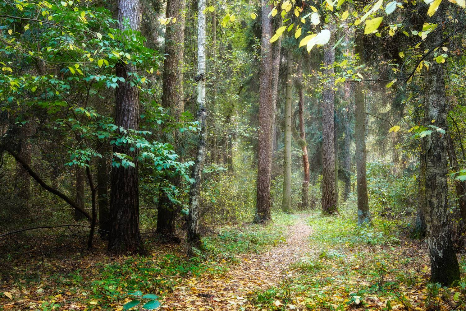 В осеннем лесу. Автор: Валерий Вождаев лес, деревья, листва, осень, Валерий Вождаев