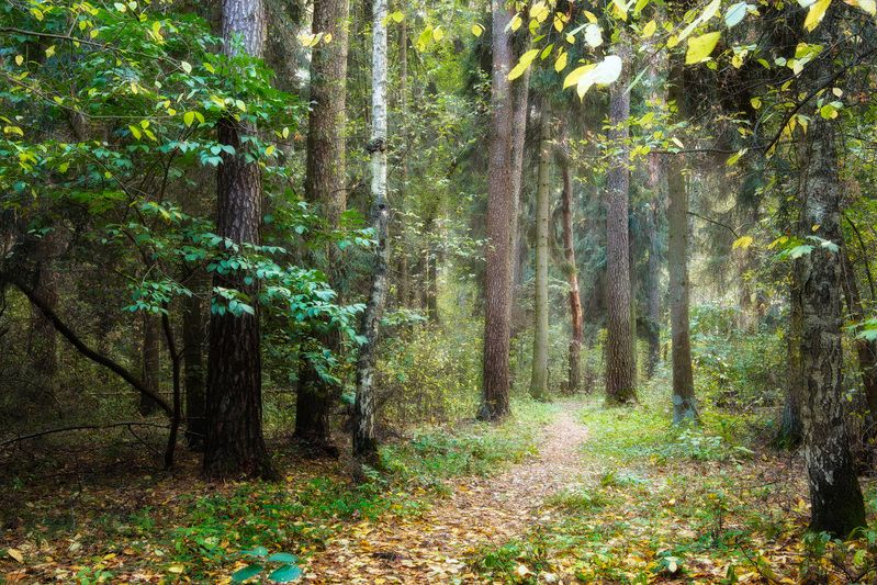 лес, деревья, листва, осень В осеннем лесу фото превью