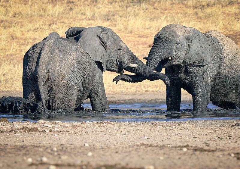 Намибийские истории...photo preview