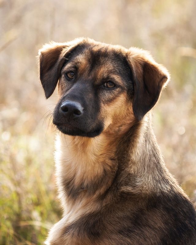 Портрет  фото превью