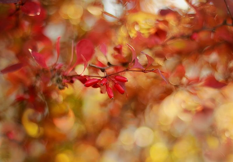 Espressivophoto preview