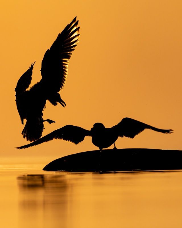 птицы, закат, финский залив, чайка Царь горыphoto preview