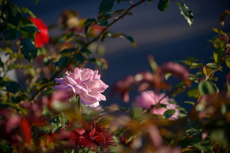 Сентябрь. В парке ✿⊱╮photo preview