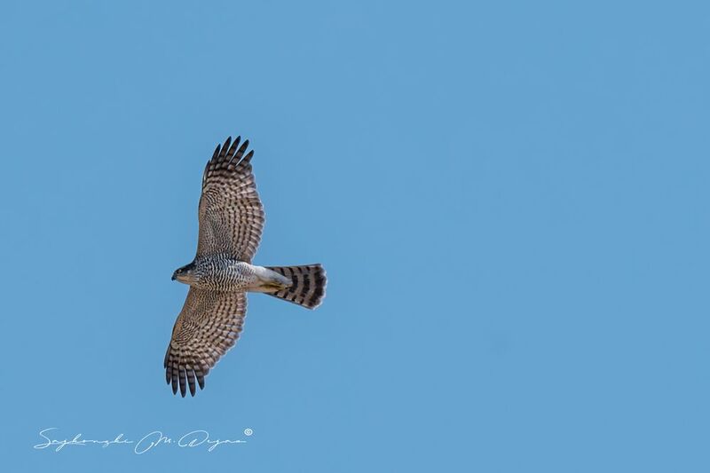 birds Nature | Wildlife Photography | Adventurephoto preview
