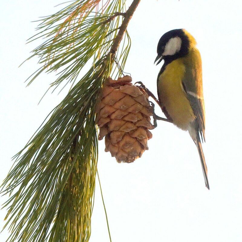 Без труда орешку не достать...photo preview