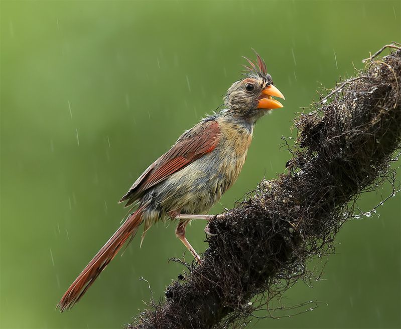красный кардинал, northern cardinal, cardinal,кардинал, rain,дождь Juvenile Northern Cardinal - Молодой Красный кардиналphoto preview