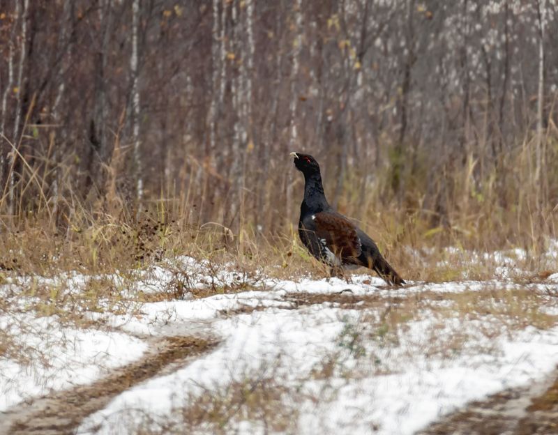 птица, глухарь, лес, Глухарь (4 фото)photo preview