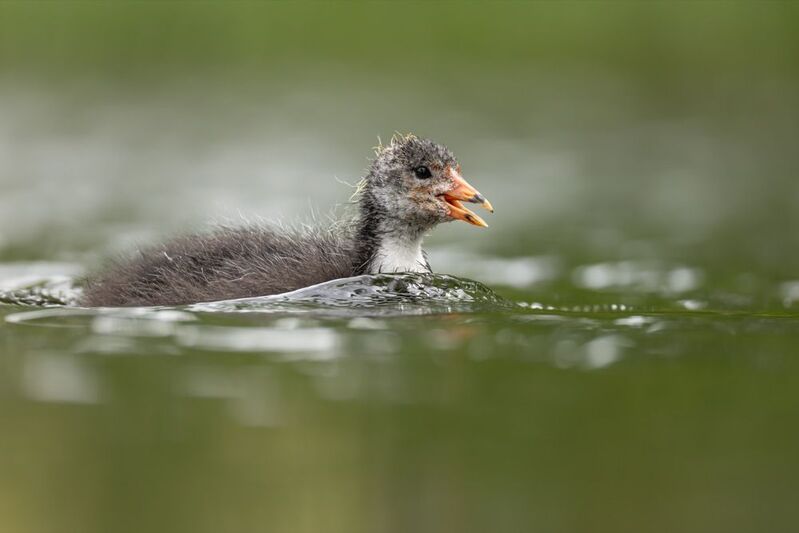 лысенок, лысуха, птенец, птицы Потерялсяphoto preview