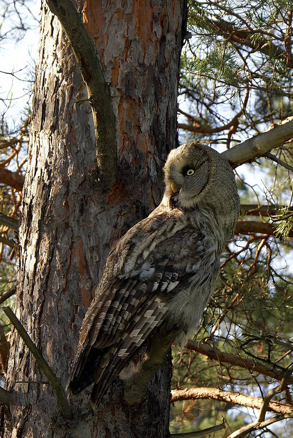неясыть, сова, Владимир Письмак
