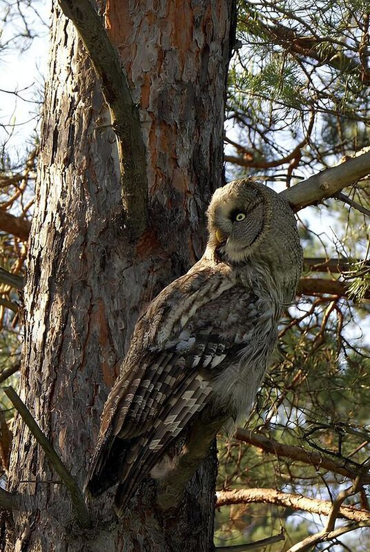 неясыть, сова Бородатая неясытьphoto preview