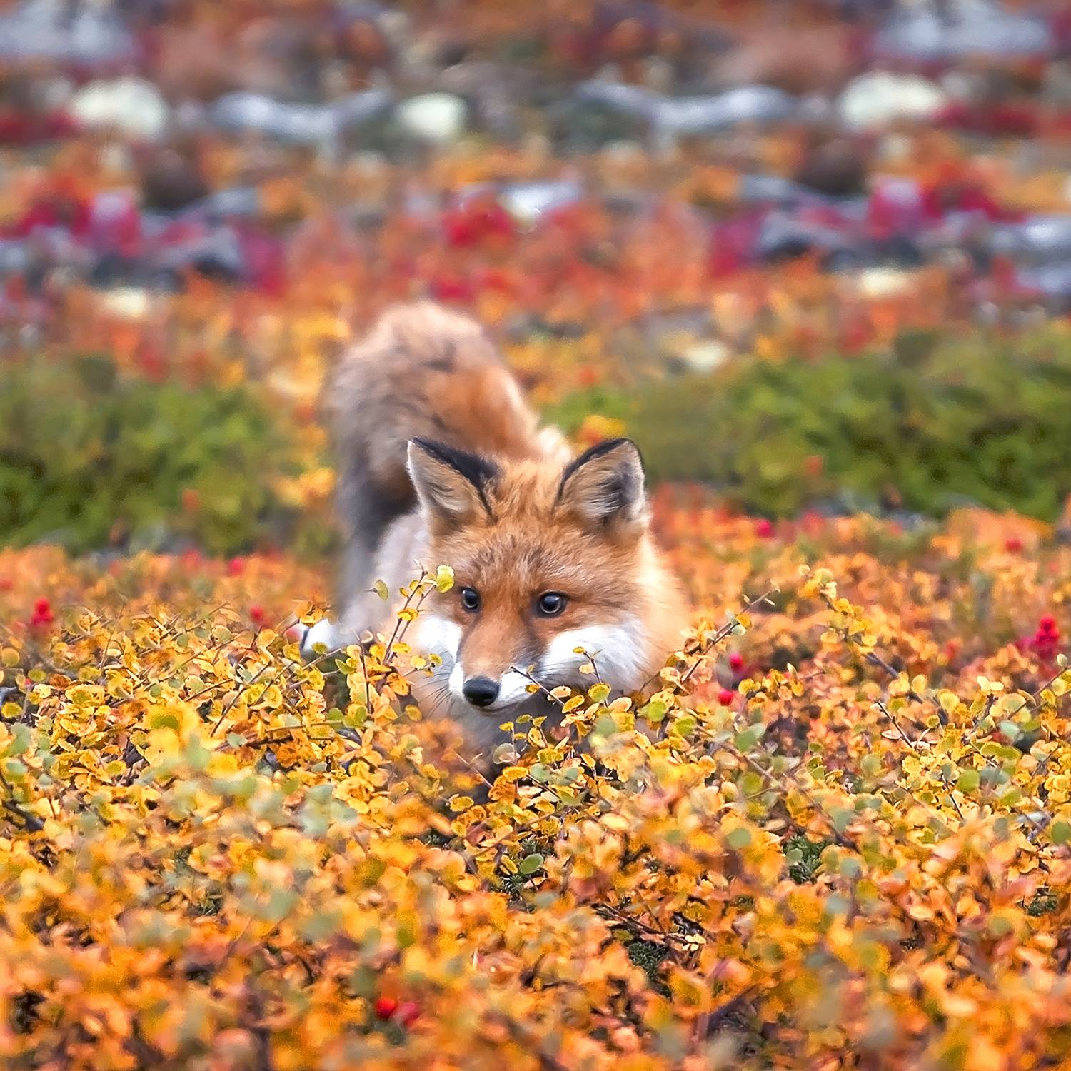 Лиса Осень Кольский, Ермохина Наталья