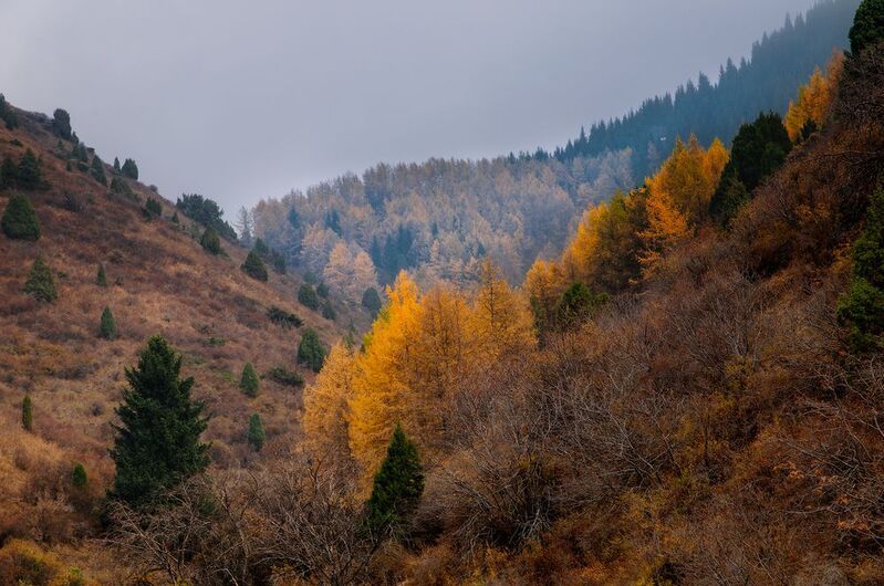 кыргызстан, шамшы Золото октябряphoto preview