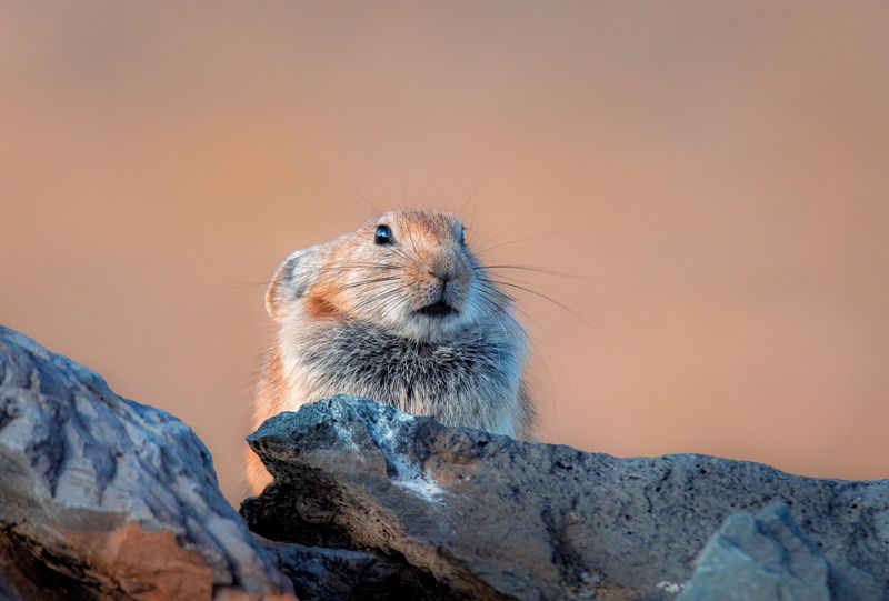 алтай, горы, природа, nikon, россия, закат Гордый грызунphoto preview