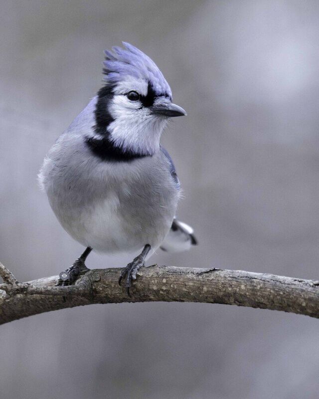 Blue jayphoto preview