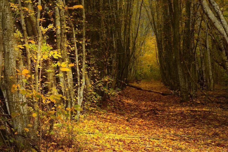 осень листва утро лес Осенняя тропаphoto preview