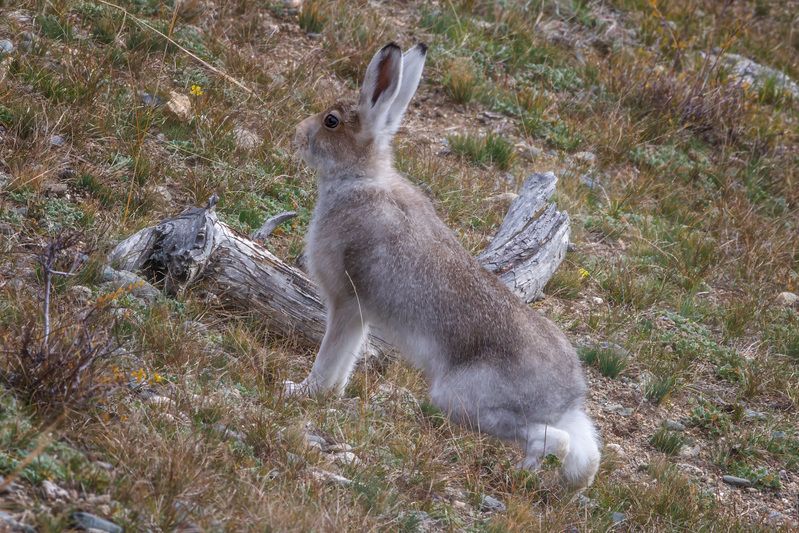 заяц, беляк, заяц-беляк Заяц-беляк фото превью