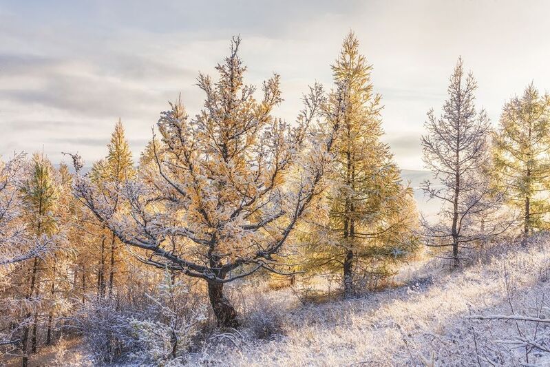 Первый снегphoto preview