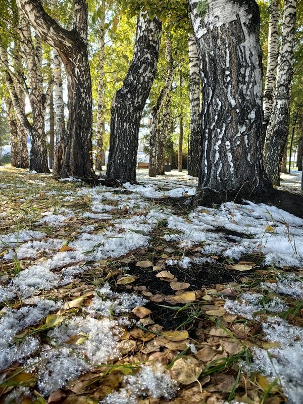 природа,берёзы,снег,листья Октябрь уж наступил..photo preview