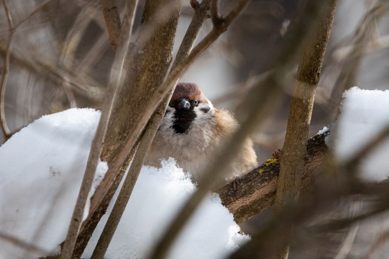 Полевой воробей / Passer montanus / Eurasian tree sparrowphoto preview