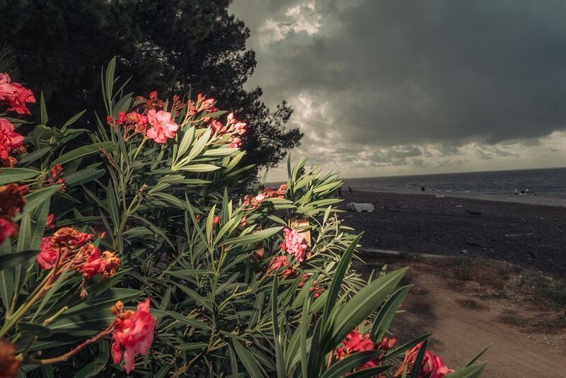 Цветок и тьмаphoto preview